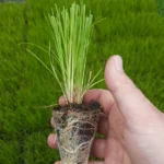 t66 carex testacea 'prairie fire' kopie