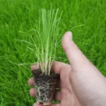 t66 cortaderia selloana kopie