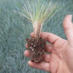 t66 festuca 'elijah blue'