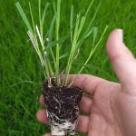 t66 molinia 'heidebraut'