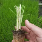 Pennisetum macrourum T66
