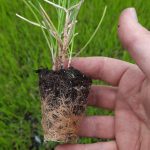 t66 sesleria argentea