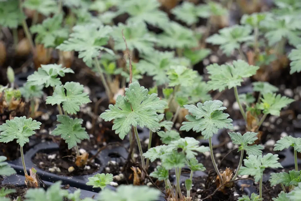 tuinplan ruurlo geranium