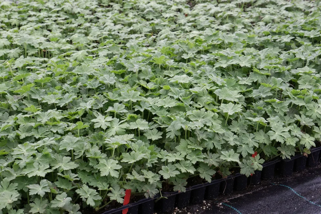 tuinplan ruurlo stektray