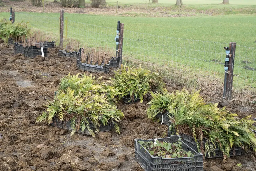 varens en epimediums