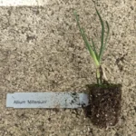 allium 'millenium'