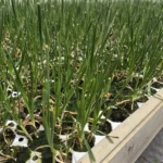 allium 'millenium' tray