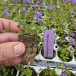 campanula portenschlagiana