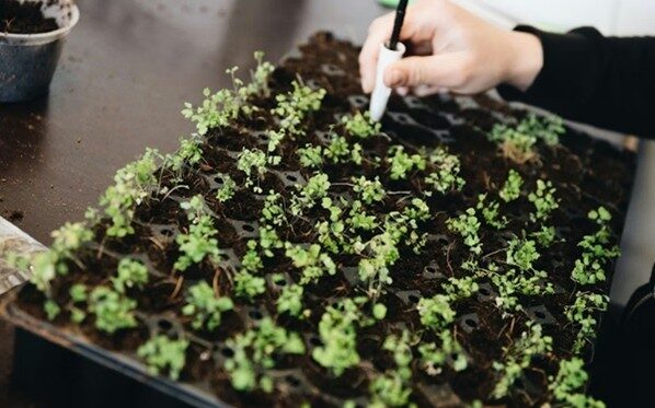 gp plants verspenen