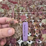 heuchera earth angel