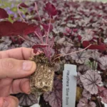 heuchera silver scrolls