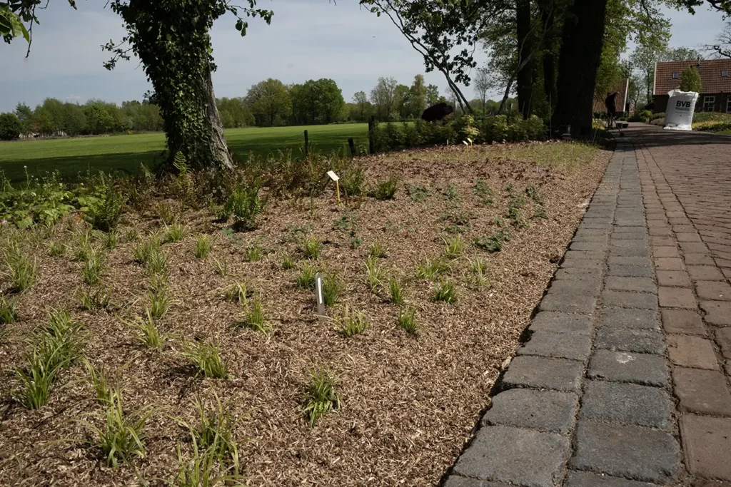 nieuwe border met bodembedekking