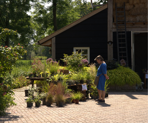 Vaste planten te koop open tuin 20 juni