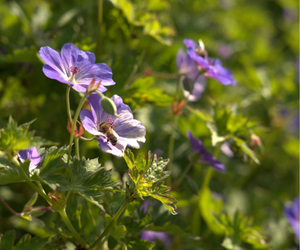 Bijen in de open tuin 20 juni