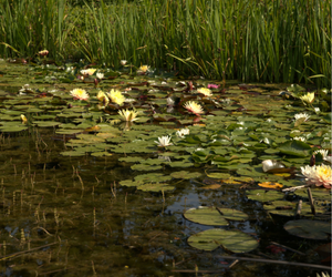 Waterlelies