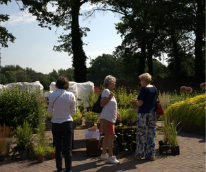 Vaste planten te koop open tuin 20 juni