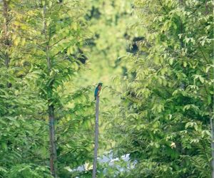 IJsvogel