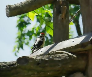 Jonge Grote bonte specht