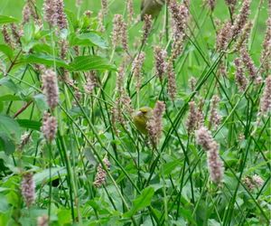 Vink op Persicaria superba bistorta