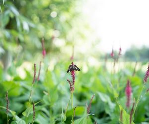 Landkaartje op Persicaria amplexicaulis 'Speciosa'