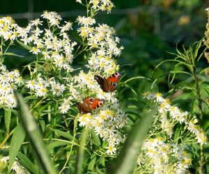 Dagpauwoog op Aster divaricatus 'Eastern Star'