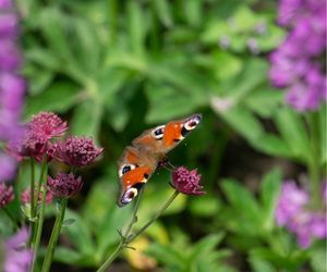 Dagpauwoog op Astrantia