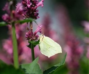 Koolwitje op Agastache 'Danish Delight'
