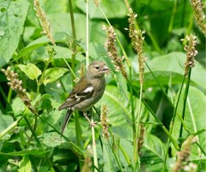 Vink in persicaria bistorta