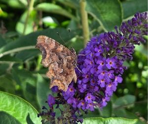 Gehakkelde Aurelia op buddleja davidii 'Ellen's Blue'