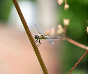 Zwarte heidelibel op Darmera peltata