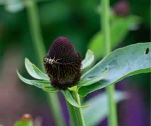 Gevlekte smalbok op Rudbeckia occidentalis 'Green Wizard'
