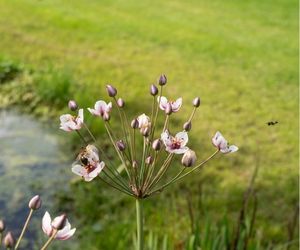Blinde bij en graafwesp bij Butomus umbellatus