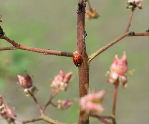 Lieveheersbeestje op Darmera peltata