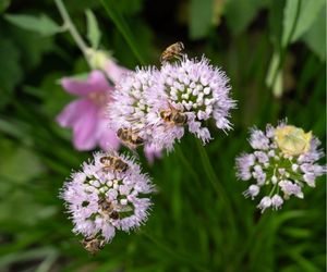 Blinde bijen op allium