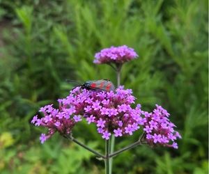 Sint-jansvlinder op Verbena bonariensis
