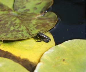 Kikker op waterlelie