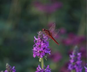 Vuurlibel op Stachys officinalis 'Hummelo'