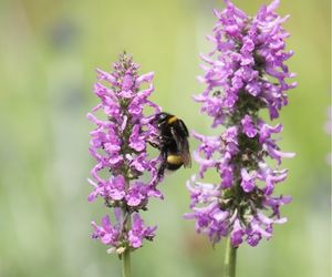 Hommel op Stachys officinalis 'Hummelo'
