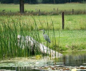 Blauwe reiger