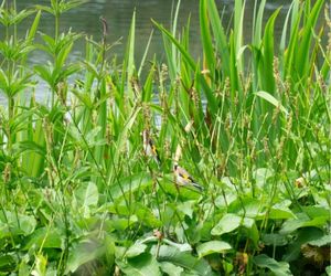 Putter tussen de Persicaria bistorta