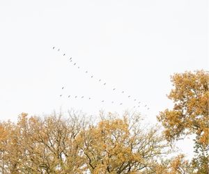 Trekkende kraanvogels